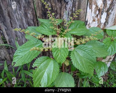 Westindische Holznessel (Laportea aestuans) Stockfoto