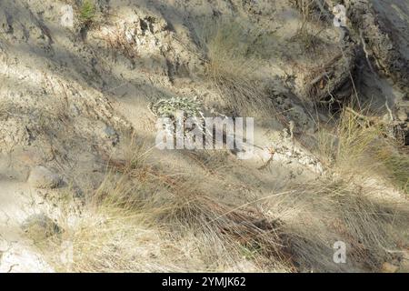 Wellendistel (Cirsium undulatum) Stockfoto