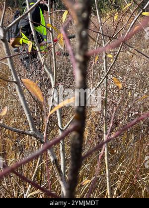 Riesenweidenblattlaus (Tuberolachnus salignus) Stockfoto