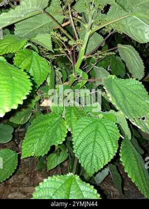 Westindische Holznessel (Laportea aestuans) Stockfoto
