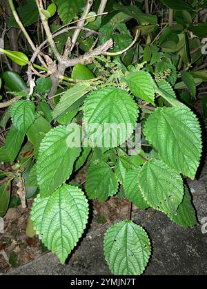 Westindische Holznessel (Laportea aestuans) Stockfoto
