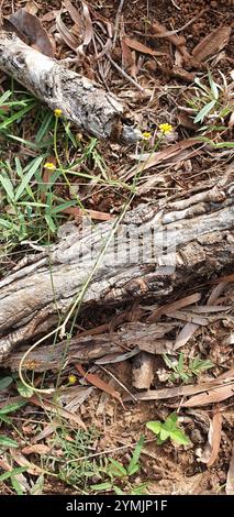 Sonnenblumen, Gänseblümchen, Astern und Verbündete (Asteraceae) Stockfoto