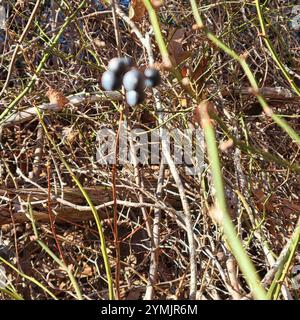 Roundleaf greenbrier (Smilax rotundifolia) Stockfoto