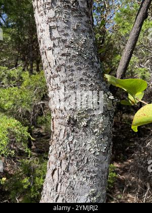 Prairie flameleaf sumac (Rhus lanceolata) Stockfoto