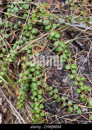 Kriechbeere (Gaultheria hispidula) Stockfoto