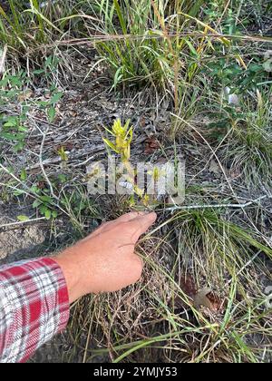 Schlankes Dreisaat-Quecksilber (Acalypha gracilens) Stockfoto