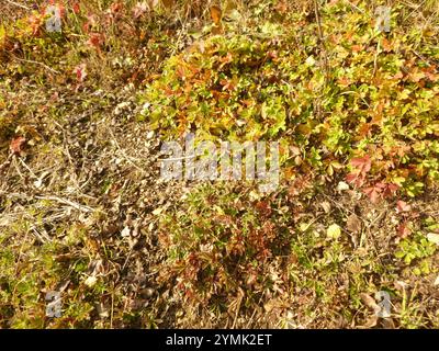 Siebenblättriges Cinquefoil (Potentilla Heptaphylla) Stockfoto