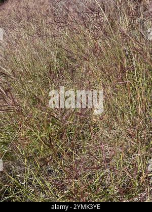 King Ranch Bluestem (Bothriochloa ischaemum) Stockfoto