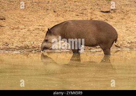 Brasilianischer Tapir oder Flachland-Tapir am Wasserloch in der Abenddämmerung im Pantanal Brasilien. Stockfoto