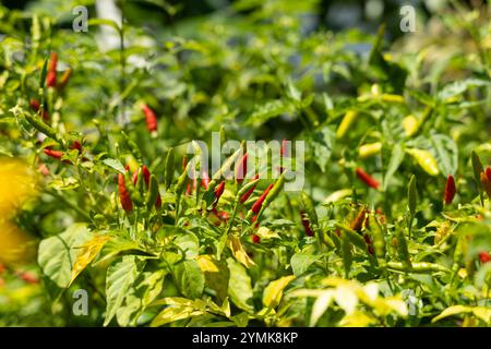 Nahaufnahme von leuchtenden roten und grünen Chilischoten auf üppigen Pflanzen in einem Garten, die frische Produkte in natürlichem Sonnenlicht präsentieren. Stockfoto