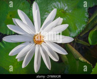 Ein Blick aus der Vogelperspektive eines schwebenden Insekts, das eine weiße Seerose bestäubt und von leuchtenden grünen Lilienpads in einem kleinen tropischen Feuchtteich umgeben ist. Stockfoto