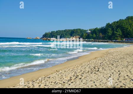 Yangyang County, Südkorea - 3. November 2024: Ruhige Wellen schlagen gegen den goldenen Sand von Hajodae Beach, mit einem Fernblick auf den Wald und die Uni Stockfoto