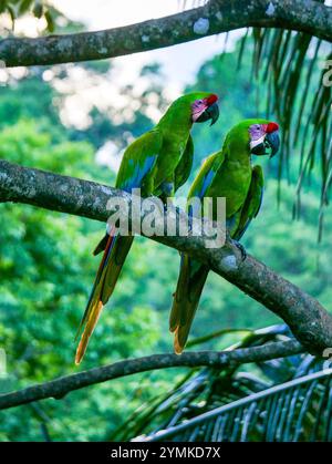 Zwei große Soldatenaras (Ara ambiguus), auch Bechstein-Aras genannt, im Manzanillo-Nationalpark in Costa Rica. Manzanillo ist eine kleine Gemeinde auf der Stockfoto