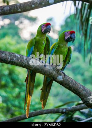 Zwei große Soldatenaras (Ara ambiguus), auch Bechstein-Aras genannt, im Manzanillo-Nationalpark in Costa Rica. Manzanillo ist eine kleine Gemeinde auf der Stockfoto