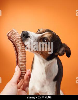 Ein Hund schnüffelt an einem Rippchen, das von einer Hand vor einem orangefarbenen Hintergrund gehalten wird. Das Bild fängt den Moment der Neugier ein, bevor der Hund einen Biss nimmt. Stockfoto