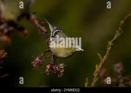 Kleine Goldfinch-Weibchen mit Asterkernen Stockfoto