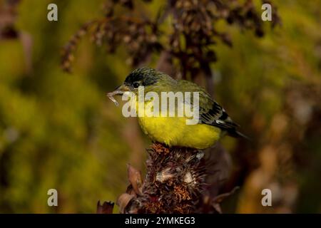 Kleiner Goldfinch, männlich mit Asterkerne Stockfoto