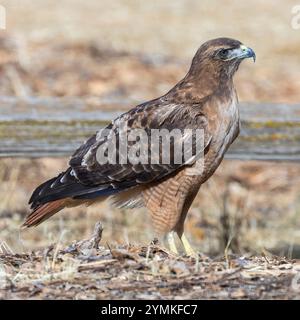 Rotschwanzfalke, der auf dem Gelände auf der Suche ist. Arastradero Preserve, Santa Clara County, Kalifornien, USA. Stockfoto