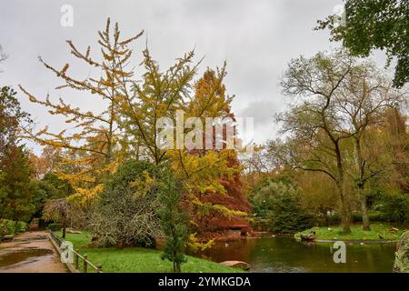 Goldene Herbstblätter schweben sanft auf einem ruhigen Teich und schaffen eine ruhige und malerische Szene von saisonaler Schönheit und Reflexion. Stockfoto