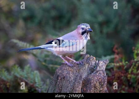 Ein Nahporträt eines jay, Garrulus glandarius, wie es auf einem alten Baumstumpf thront Stockfoto