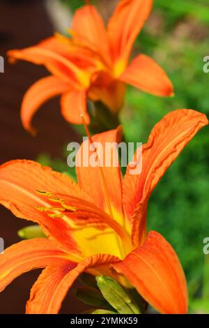 Schöne leuchtend orange braune Lilien mit langen grünen Blättern. Sehr schöne Blumen wachsen in den Sonnenstrahlen im Hausgarten. Stockfoto