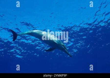 Hawaiianische Spinnerdelfine, Stenella longirostris, sind auch als Gray's Spinner Delfine bekannt, Hawaii USA, Zentralpazifik. Stockfoto