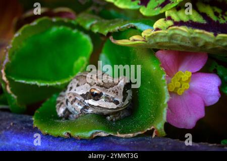 USA, Oregon, Bend, Frog, Pacific Tree Frog, Pseudacris regilla, Rancho las Hierbas Stockfoto