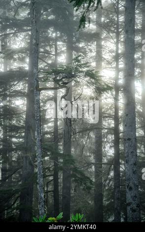 USA, Oregon, Oregon Coast, Jessie M. Honeyman Memorial State Park, Tannenwald Stockfoto