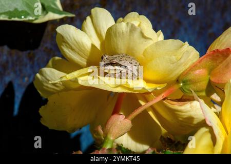 USA, Oregon, Bend, Frog, Pacific Tree Frog, Pseudacris regilla, Stockfoto