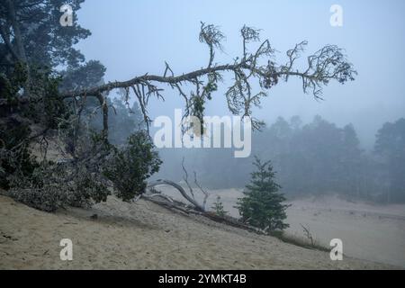 USA, Oregon, Oregon Coast, Jessie M. Honeyman Memorial State Park Stockfoto