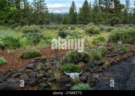 USA, Oregon, Bend, Rancho Las Hierbas, Landscape 2024 Stockfoto