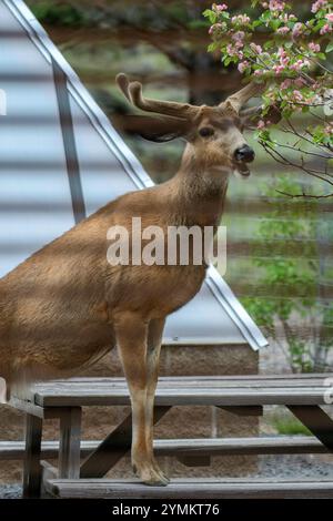USA, Oregon, Bend, Rancho Las Hierbas, Mule Deer Stockfoto
