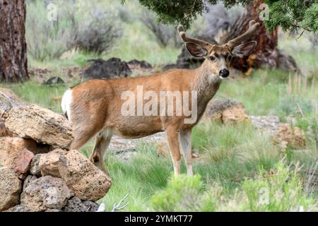 USA, Oregon, Bend, Rancho Las Hierbas, Odocoileus hemionus, Maultierhirsch, Stockfoto