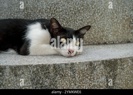 Eine schwarz-weiße Katze liegt bequem auf der kühlen Steintreppe und genießt tagsüber einen ruhigen Moment in einem ruhigen Außenbereich. Stockfoto