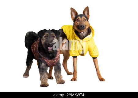 Zwei hinreißende Hunde stehen dicht nebeneinander, von denen einer eine leuchtend gelbe Jacke ziert, die auffallend ist Stockfoto