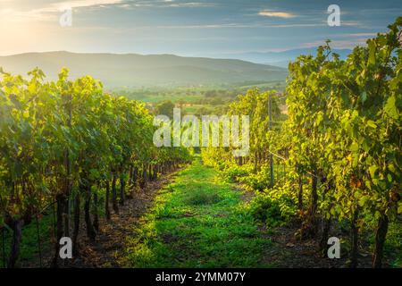 Landschaft der Weinberge Morellino di Scansano im Herbst bei Sonnenuntergang. Maremma, Provinz Grosseto, Toskana, Italien Stockfoto