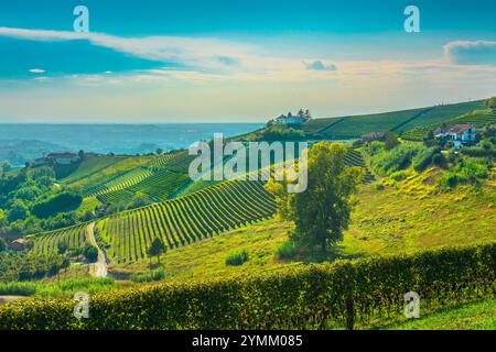 Weinberge auf den Hügeln der Langhe am Morgen, UNESCO-Weltkulturerbe. Monforte d'Alba, Piemont, Italien, Europa. Stockfoto