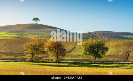 Monteroni d'Arbia, Bäume und Felder entlang der Route der Via Francigena im Herbst. Provinz Siena, toskanische Region. Italien, Europa. Stockfoto