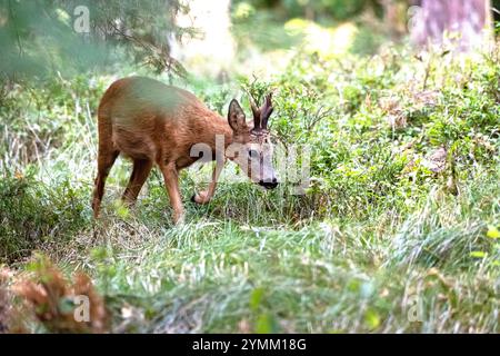 Blattzeit, Brunftzeit, Capreolus capreolus, Herangeblattet, Mittelstarker junger Rehbock, Natur, Paarhufer, Reh, Reh Ende Juli, Reh im Wald, Rehbock, Rehbock suchend, Rehwild zur Brunftzeit, Tiere im Wald, Trughirsche, Waldwiese mit Rehbock, Waldäsung, Wiederkäuer, Wildtier Stockfoto