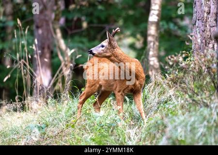 Blattzeit, Brunftzeit, Capreolus capreolus, Herangeblattet, Mittelstarker junger Rehbock, Natur, Paarhufer, Reh, Reh Ende Juli, Reh im Wald, Rehbock, Rehbock suchend, Rehwild zur Brunftzeit, Tiere im Wald, Trughirsche, Waldwiese mit Rehbock, Waldäsung, Wiederkäuer, Wildtier Stockfoto