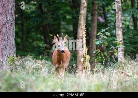 Blattzeit, Brunftzeit, Capreolus capreolus, Herangeblattet, Mittelstarker junger Rehbock, Natur, Paarhufer, Reh, Reh Ende Juli, Reh im Wald, Rehbock, Rehbock suchend, Rehwild zur Brunftzeit, Tiere im Wald, Trughirsche, Waldwiese mit Rehbock, Waldäsung, Wiederkäuer, Wildtier Stockfoto