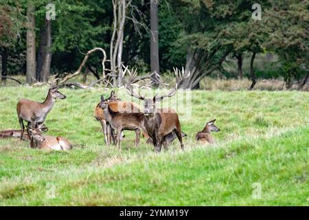 Brunft Rotwild, Brunftzeit Rotwild in Dyrehavn Dänemark, Cerviden, Cervus elaphus, Hirsch, Hirsche, Huftiere, Langsames Ende der Rotwildbrunft, Nachbrunft, Rothirsch, Rothirsche, Rotwild, Rotwild im Forst, Rotwild zur Brunftzeit, Rudelbildung Rotwild Stockfoto