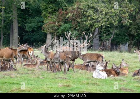 Brunft Rotwild, Brunftzeit Rotwild in Dyrehavn Dänemark, Cerviden, Cervus elaphus, Hirsch, Hirsche, Huftiere, Langsames Ende der Rotwildbrunft, Nachbrunft, Rothirsch, Rothirsche, Rotwild, Rotwild im Forst, Rotwild zur Brunftzeit, Rudelbildung Rotwild Stockfoto