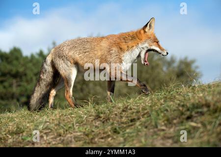 Europäischer Fuchs, Fuchs, Fuchs im Herbst, Füchse, Hundeartige, Listiger Fuchs, Raubtier, Reinecke, Reinecke Voss, Rotfuchs, Scheuer Fuchs, Tier, Tiere, Vulpes vulpes, Wildtiere, Wildtier Stockfoto