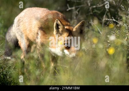 Europäischer Fuchs, Fuchs, Fuchs im Herbst, Füchse, Hundeartige, Listiger Fuchs, Raubtier, Reinecke, Reinecke Voss, Rotfuchs, Scheuer Fuchs, Tier, Tiere, Vulpes vulpes, Wildtiere, Wildtier Stockfoto