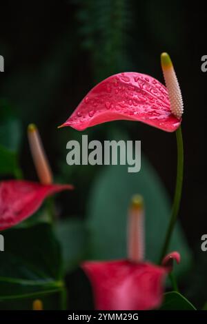 Schöne rosa Anthurium Blume oder Flamingo Blume Blüte im tropischen botanischen Garten mit verschwommenem grünem Hintergrund und Wassertropfen darauf. Symbol von Stockfoto