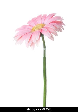 Rosa Gerbera Blumen auf weißem Hintergrund Stockfoto