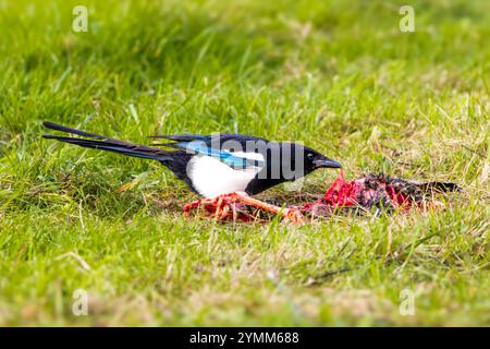 Nahaufnahme einer eurasischen Elster, Pica pica, auf der Suche nach dem Kadaver eines europäischen Haares, Lepus europaeus, Stockfoto