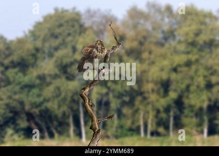 Close Up von Buzzard, Buteo, Buteo, mit Augenkontakt auf einem toten verwitterten Baumstamm vor Hintergrund unscharfen Birkenwald Stockfoto