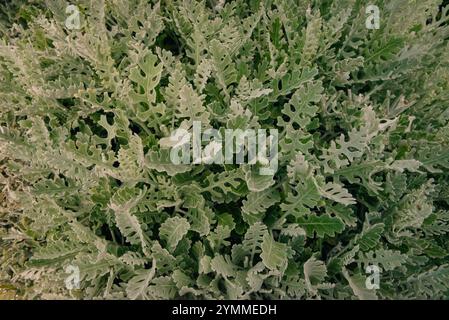 Senecio cineraria oder Jacobaea maritima, silberne Ragkraut-Zierpflanze im Gartendesign, staubiger miller. Hochwertige Fotos Stockfoto